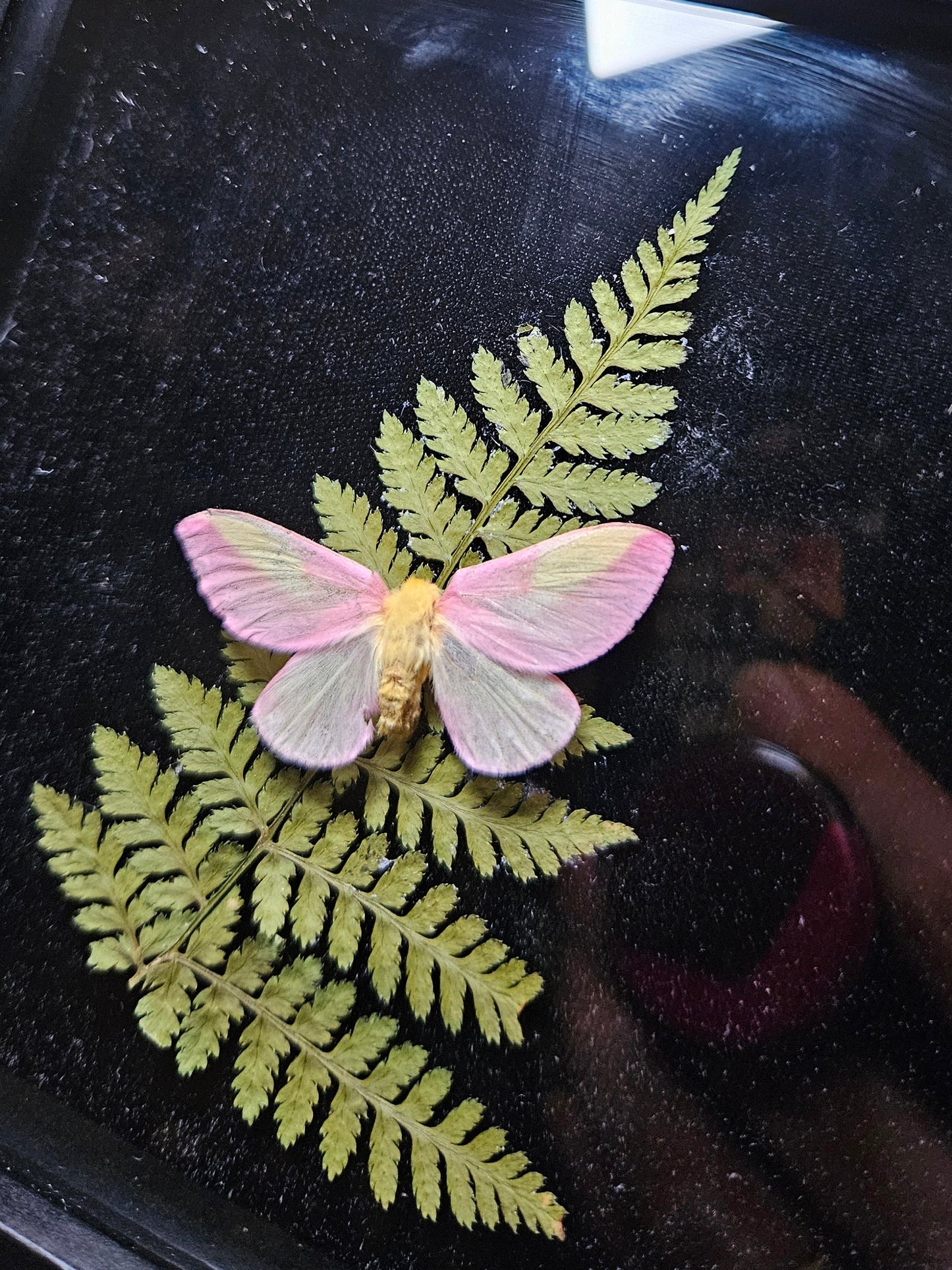 Rosy Maple Moth Dance