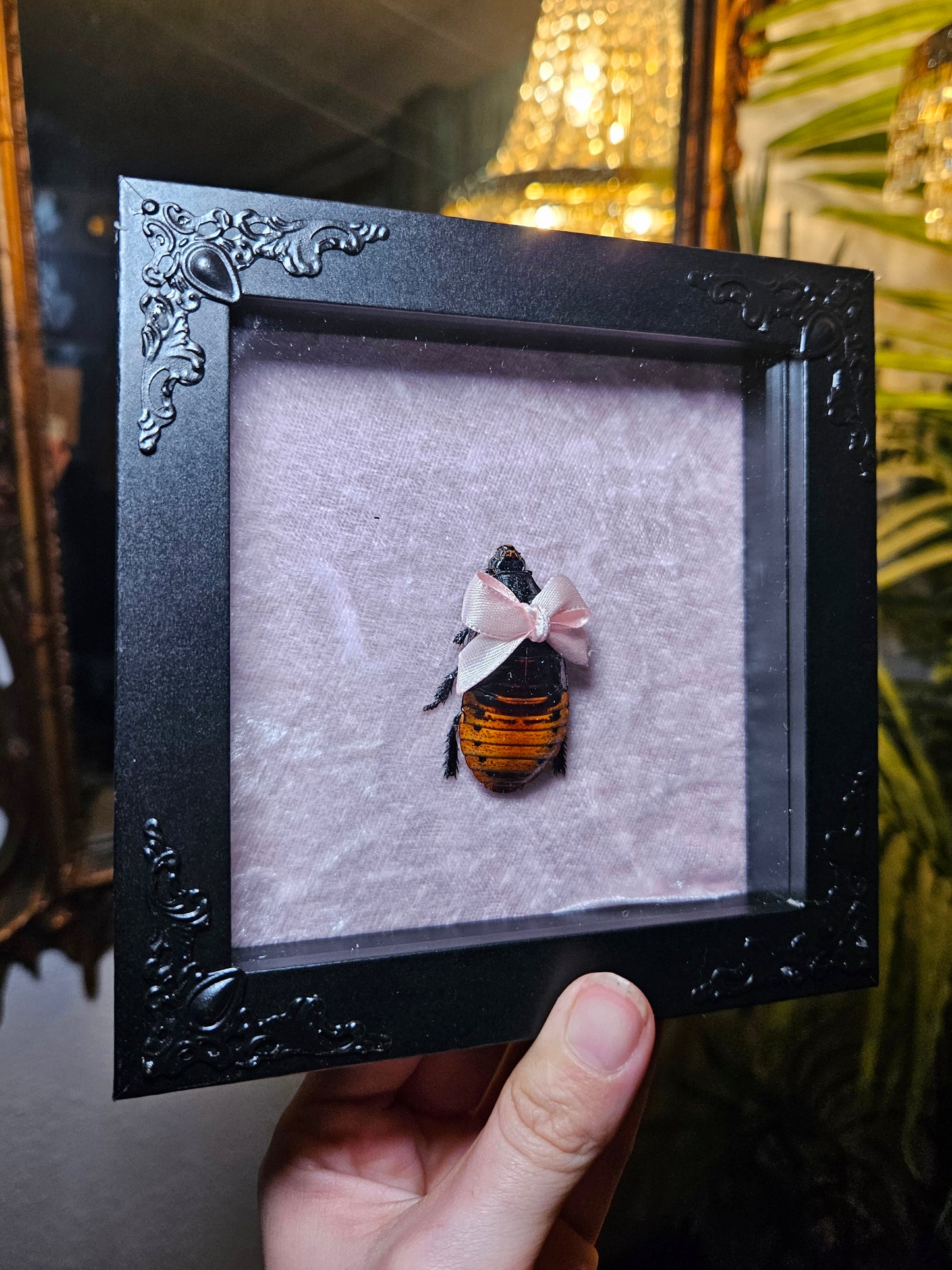 ✨️🎀cocka-roach🎀✨️
