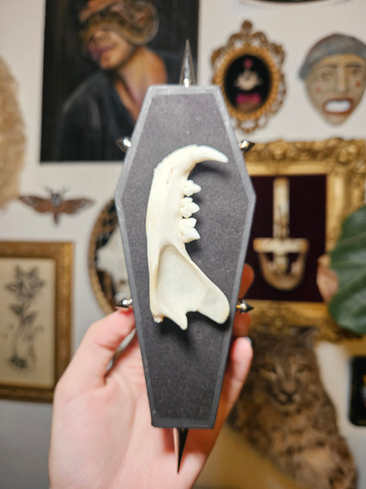 Bobcat jaw coffin hanger