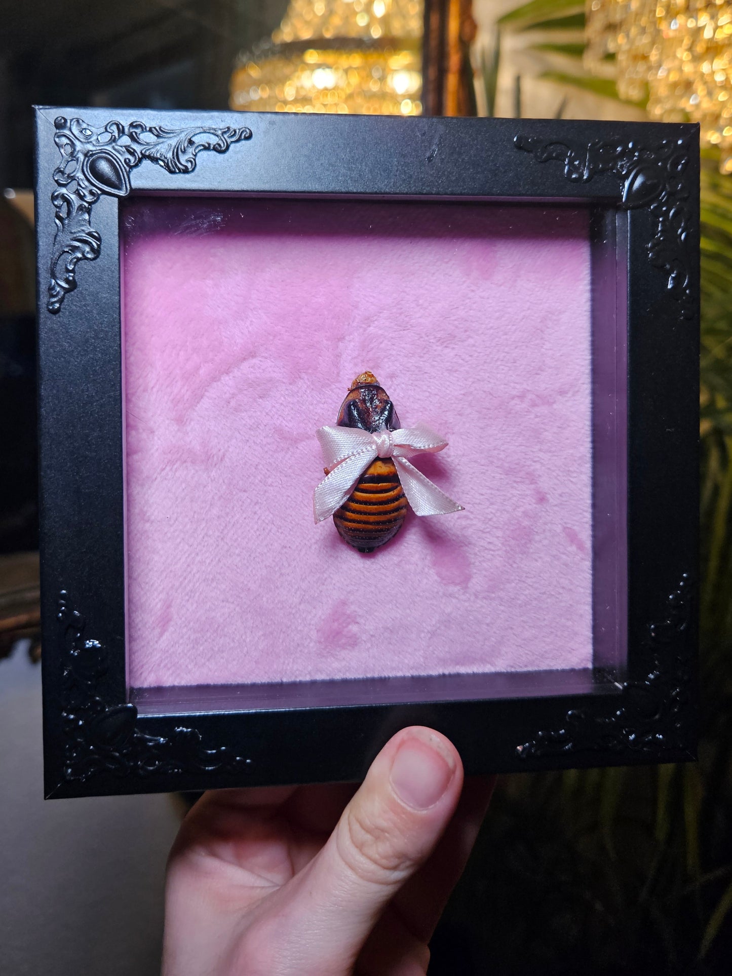 ✨️🎀cocka-roach🎀✨️