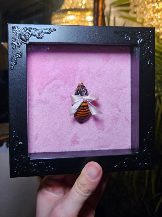 ✨️🎀cocka-roach🎀✨️