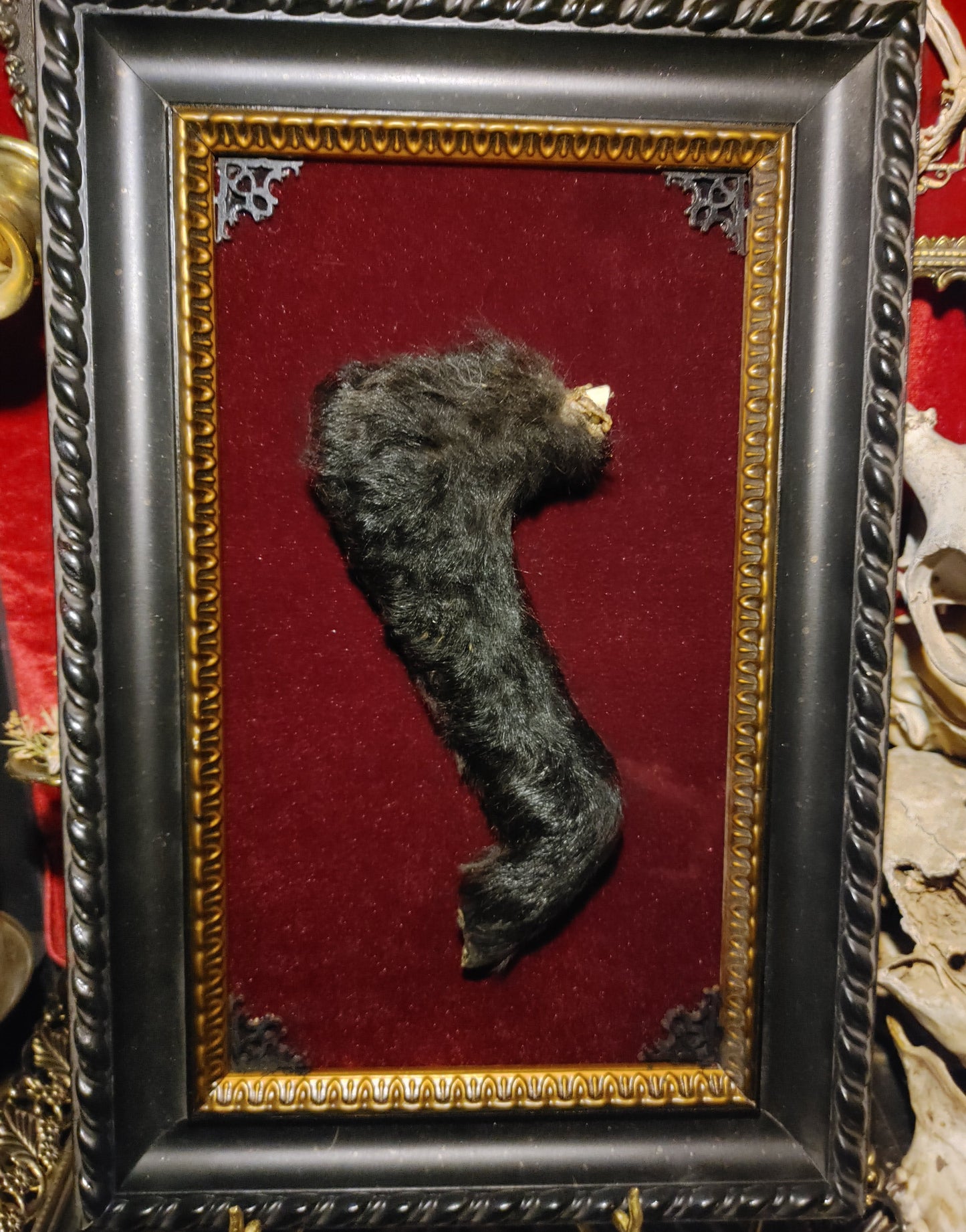 Framed Mummified Lamb Leg